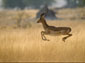 The Impala Or The Three Men In The Toilet?